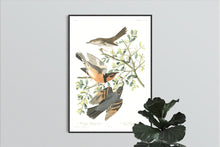 Load image into Gallery viewer, Mountain Mocking Bird and Varied Thrush Print by John Audubon