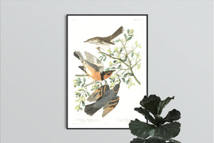 Mountain Mocking Bird and Varied Thrush Print by John Audubon