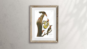 Gold-Winged Woodpecker Print by John Audubon