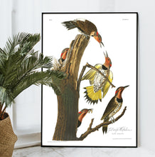 Load image into Gallery viewer, Gold-Winged Woodpecker Print by John Audubon