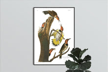 Load image into Gallery viewer, Gold-Winged Woodpecker Print by John Audubon