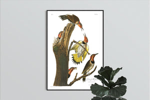 Gold-Winged Woodpecker Print by John Audubon