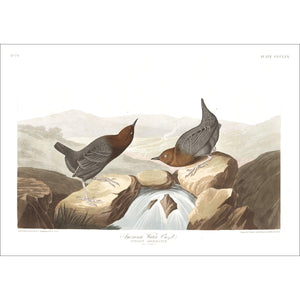 American Water Ouzel Print by John Audubon