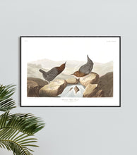 Load image into Gallery viewer, American Water Ouzel Print by John Audubon