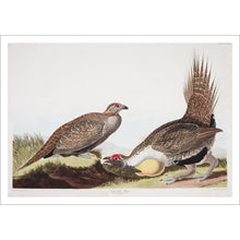 Load image into Gallery viewer, Cock of the Plains Print by John Audubon
