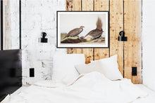 Load image into Gallery viewer, Cock of the Plains Print by John Audubon