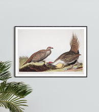 Load image into Gallery viewer, Cock of the Plains Print by John Audubon