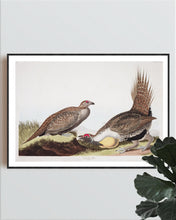 Load image into Gallery viewer, Cock of the Plains Print by John Audubon
