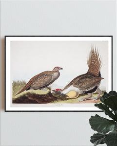Cock of the Plains Print by John Audubon
