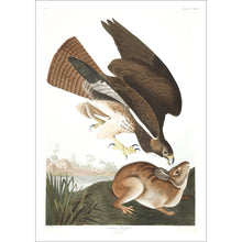 Load image into Gallery viewer, Common Buzzard Print by John Audubon