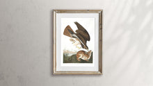 Load image into Gallery viewer, Common Buzzard Print by John Audubon