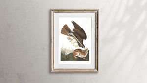 Common Buzzard Print by John Audubon