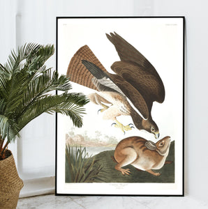 Common Buzzard Print by John Audubon
