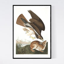 Load image into Gallery viewer, Common Buzzard Print by John Audubon