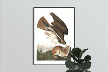 Load image into Gallery viewer, Common Buzzard Print by John Audubon
