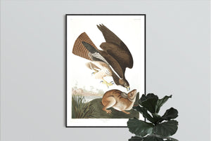 Common Buzzard Print by John Audubon