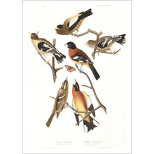 Load image into Gallery viewer, Evening Grosbeak and Spotted Grosbeak Print by John Audubon