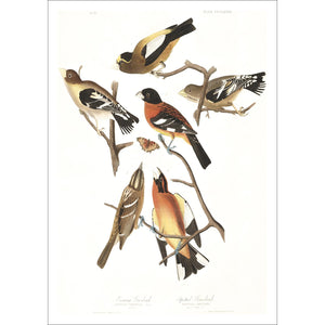 Evening Grosbeak and Spotted Grosbeak Print by John Audubon