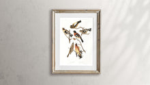Load image into Gallery viewer, Evening Grosbeak and Spotted Grosbeak Print by John Audubon