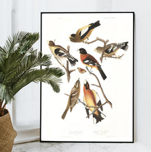 Load image into Gallery viewer, Evening Grosbeak and Spotted Grosbeak Print by John Audubon