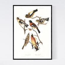 Load image into Gallery viewer, Evening Grosbeak and Spotted Grosbeak Print by John Audubon