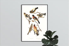 Load image into Gallery viewer, Evening Grosbeak and Spotted Grosbeak Print by John Audubon