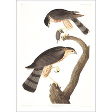 Load image into Gallery viewer, Sharp-Shinned Hawk Print by John Audubon