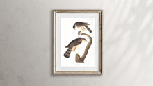 Load image into Gallery viewer, Sharp-Shinned Hawk Print by John Audubon