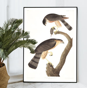 Sharp-Shinned Hawk Print by John Audubon