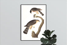 Load image into Gallery viewer, Sharp-Shinned Hawk Print by John Audubon