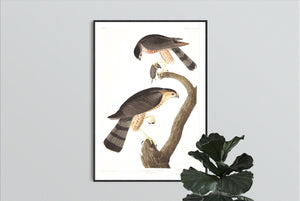 Sharp-Shinned Hawk Print by John Audubon