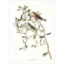 Load image into Gallery viewer, Lesser Red-Poll Print by John Audubon