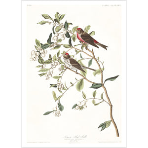 Lesser Red-Poll Print by John Audubon