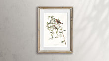Load image into Gallery viewer, Lesser Red-Poll Print by John Audubon