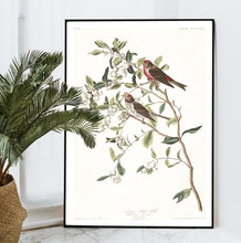 Load image into Gallery viewer, Lesser Red-Poll Print by John Audubon