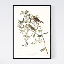 Load image into Gallery viewer, Lesser Red-Poll Print by John Audubon