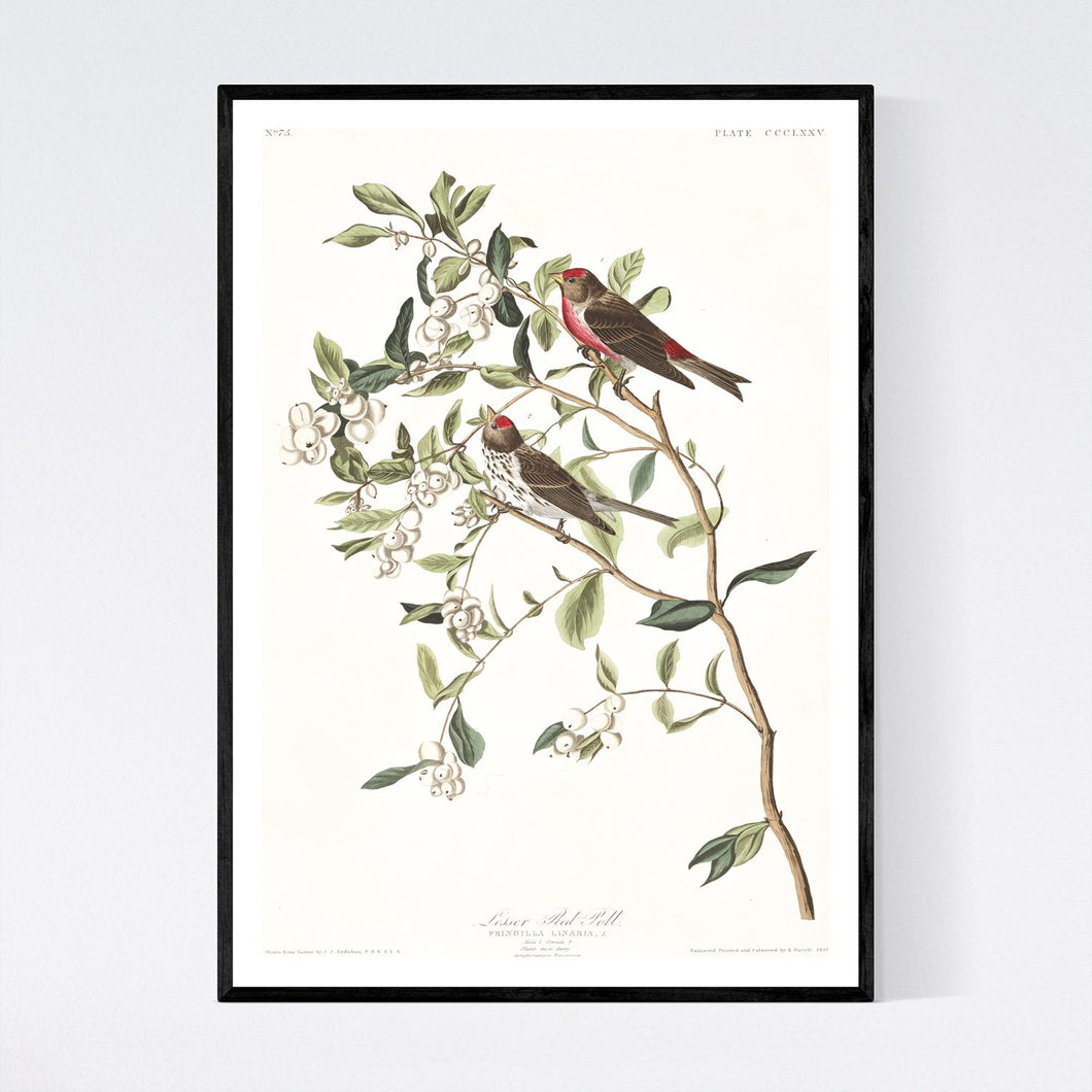 Lesser Red-Poll Print by John Audubon