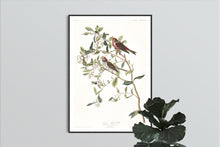 Load image into Gallery viewer, Lesser Red-Poll Print by John Audubon