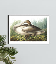 Load image into Gallery viewer, Trumpeter Swan Print by John Audubon