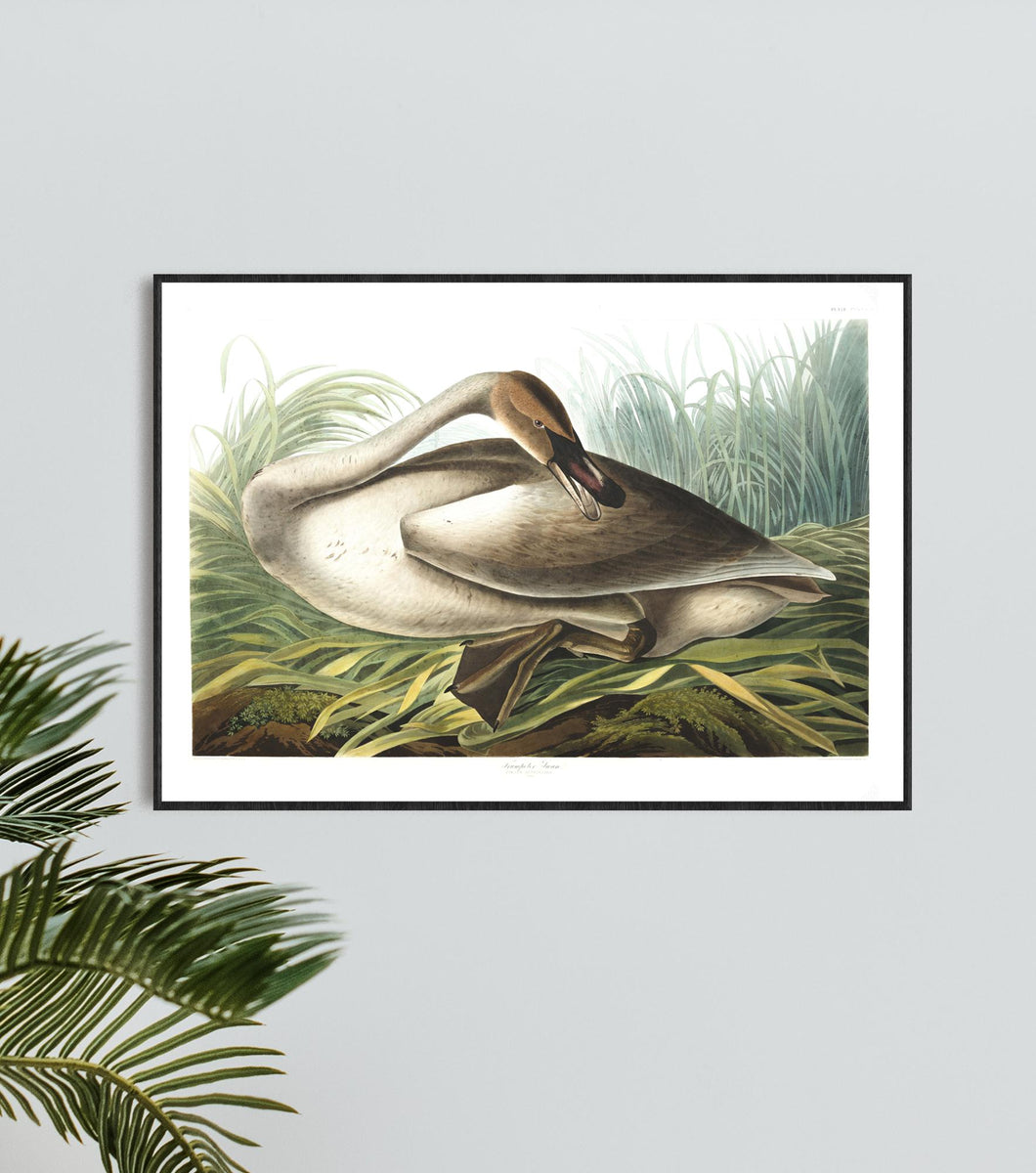 Trumpeter Swan Print by John Audubon