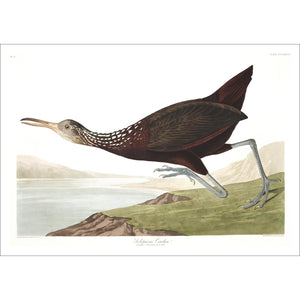 Scolopaceus Courlan Print by John Audubon