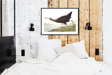 Load image into Gallery viewer, Scolopaceus Courlan Print by John Audubon
