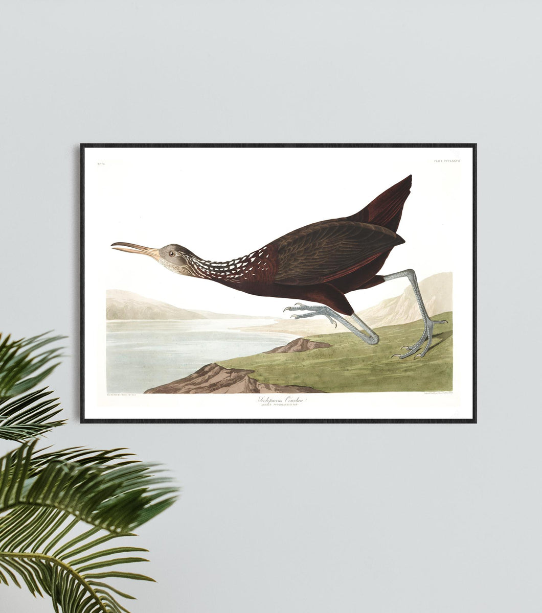 Scolopaceus Courlan Print by John Audubon
