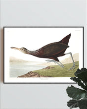 Load image into Gallery viewer, Scolopaceus Courlan Print by John Audubon