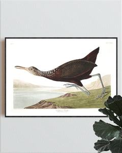 Scolopaceus Courlan Print by John Audubon