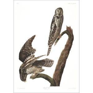 Hawk Owl Print by John Audubon