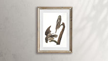Load image into Gallery viewer, Hawk Owl Print by John Audubon