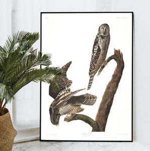 Hawk Owl Print by John Audubon