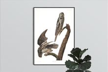 Load image into Gallery viewer, Hawk Owl Print by John Audubon