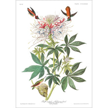 Load image into Gallery viewer, Ruff-Necked Humming Bird Print by John Audubon